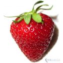 Strawberry Frost Premium